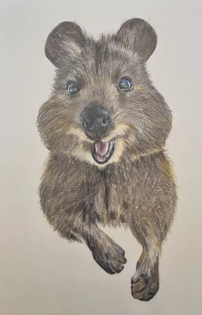 Buntstiftzeichnung "Quokka" Schneller Buntstift