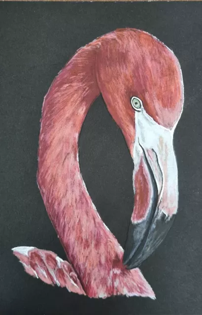 Buntstiftzeichnung  "Flamingo"