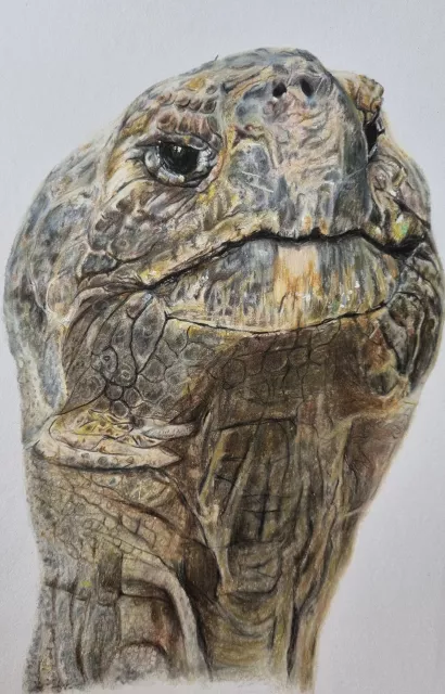Schildkröte "Morla" mit Buntstiften