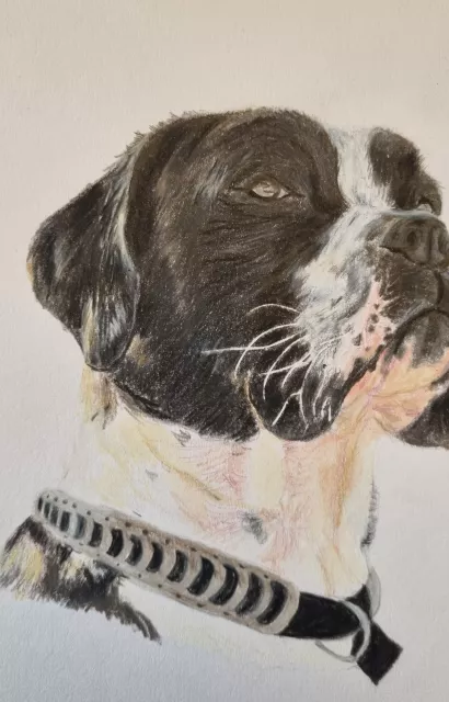 Buntstiftzeichnung Hund