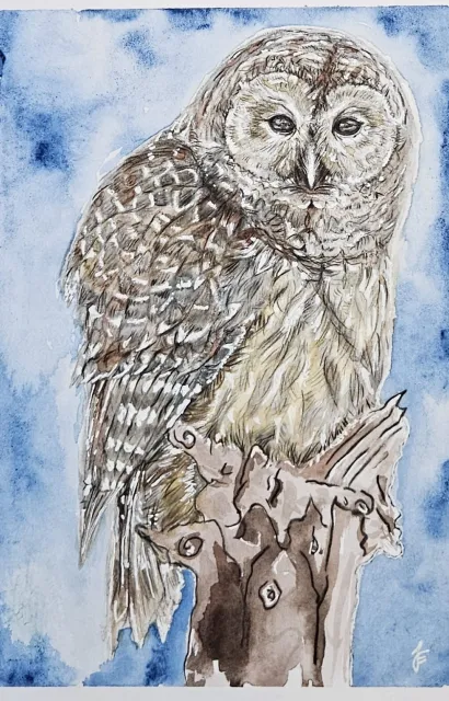 Eule Buntstift Aquarell
