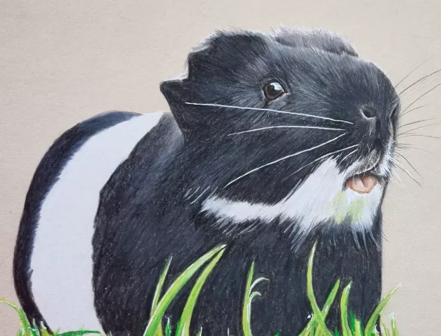 Meerschweinchen mit Buntstift