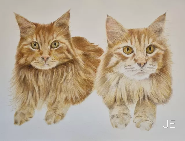 Maine-Coone Katzen gezeichnet mit Buntstift/Auftragsportrait