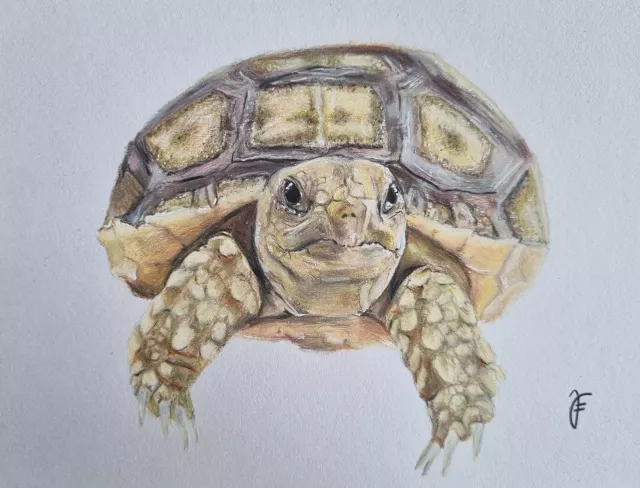 Buntstiftzeichnung Schildkröte