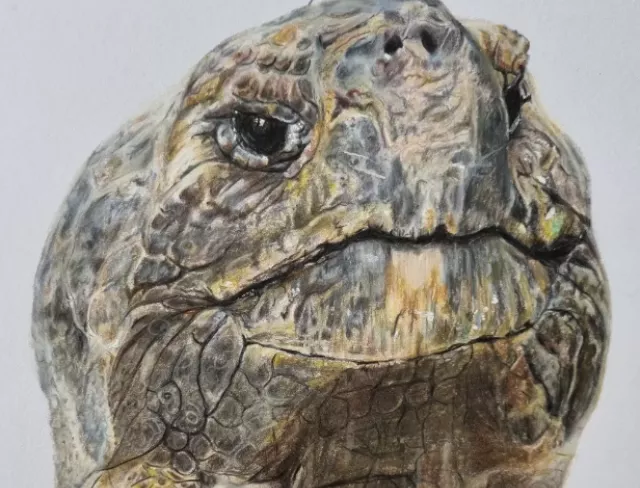 Schildkröte gezeichnet