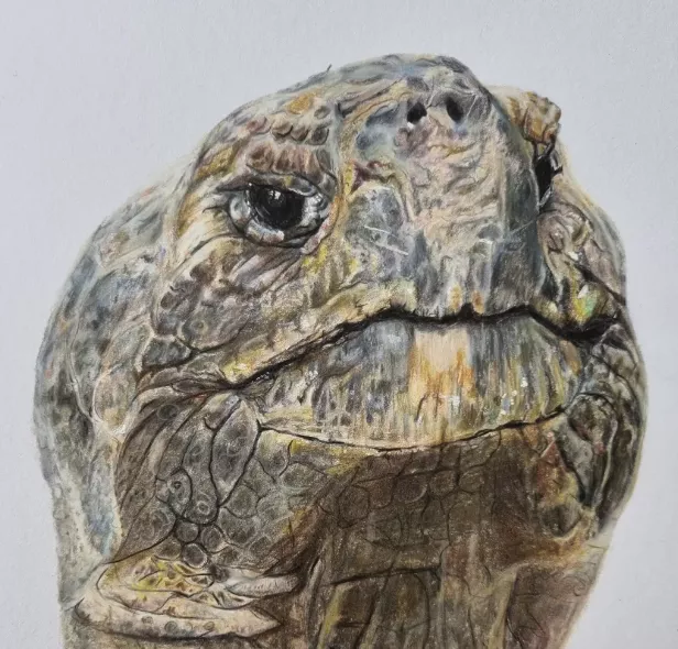 Schildkröte gezeichnet Schildkröte gezeichnet
