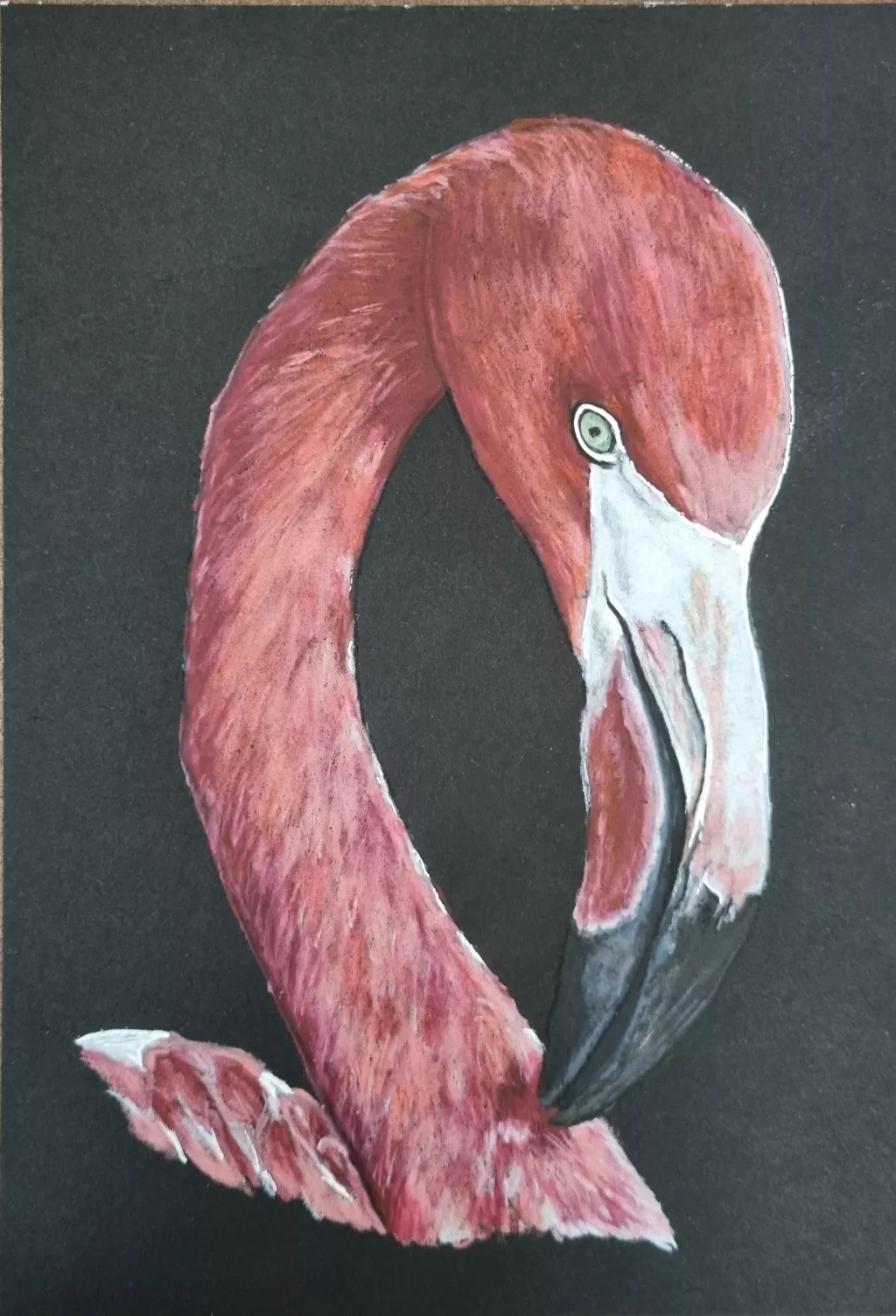 Buntstiftzeichnung  "Flamingo"