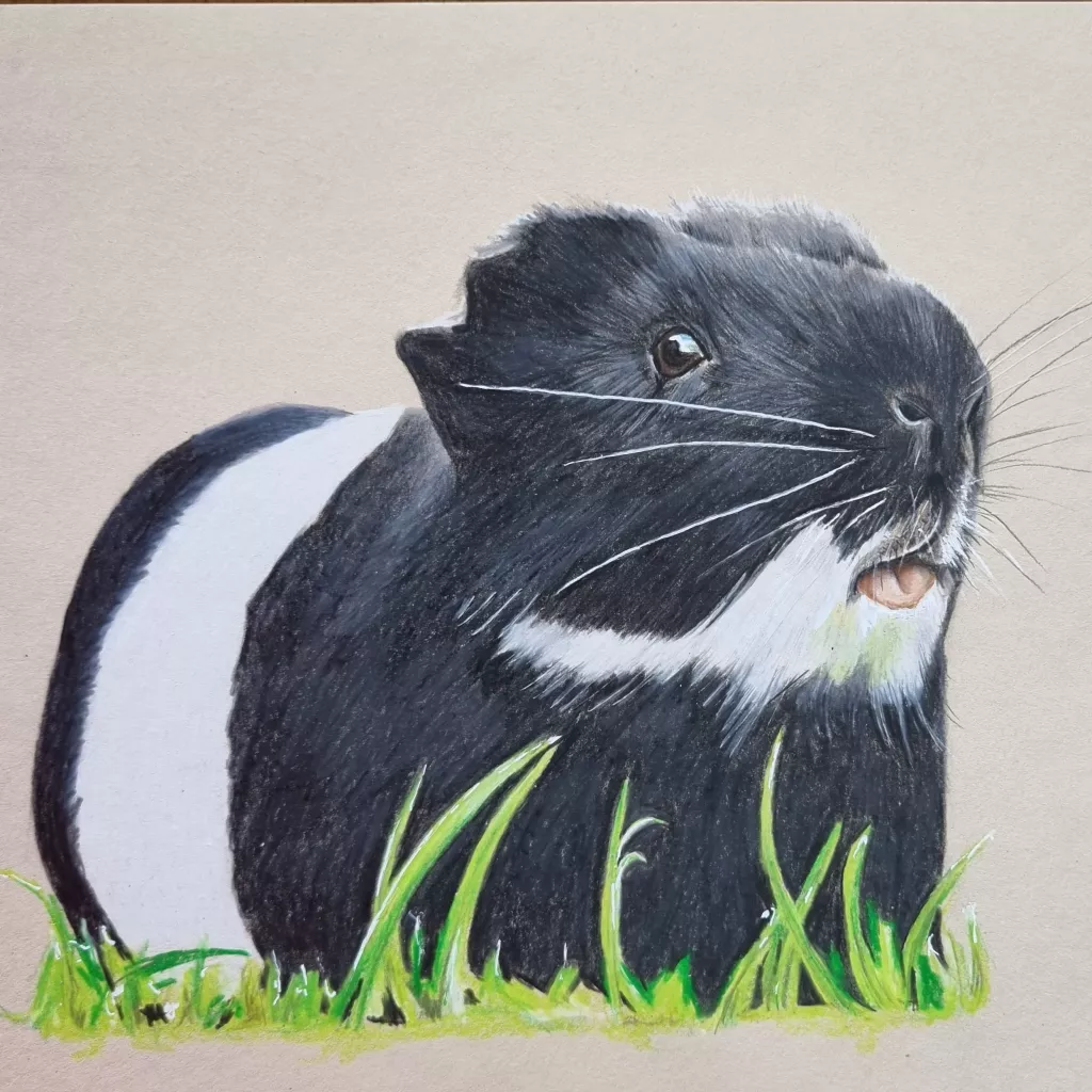 Meerschweinchen mit Buntstift
