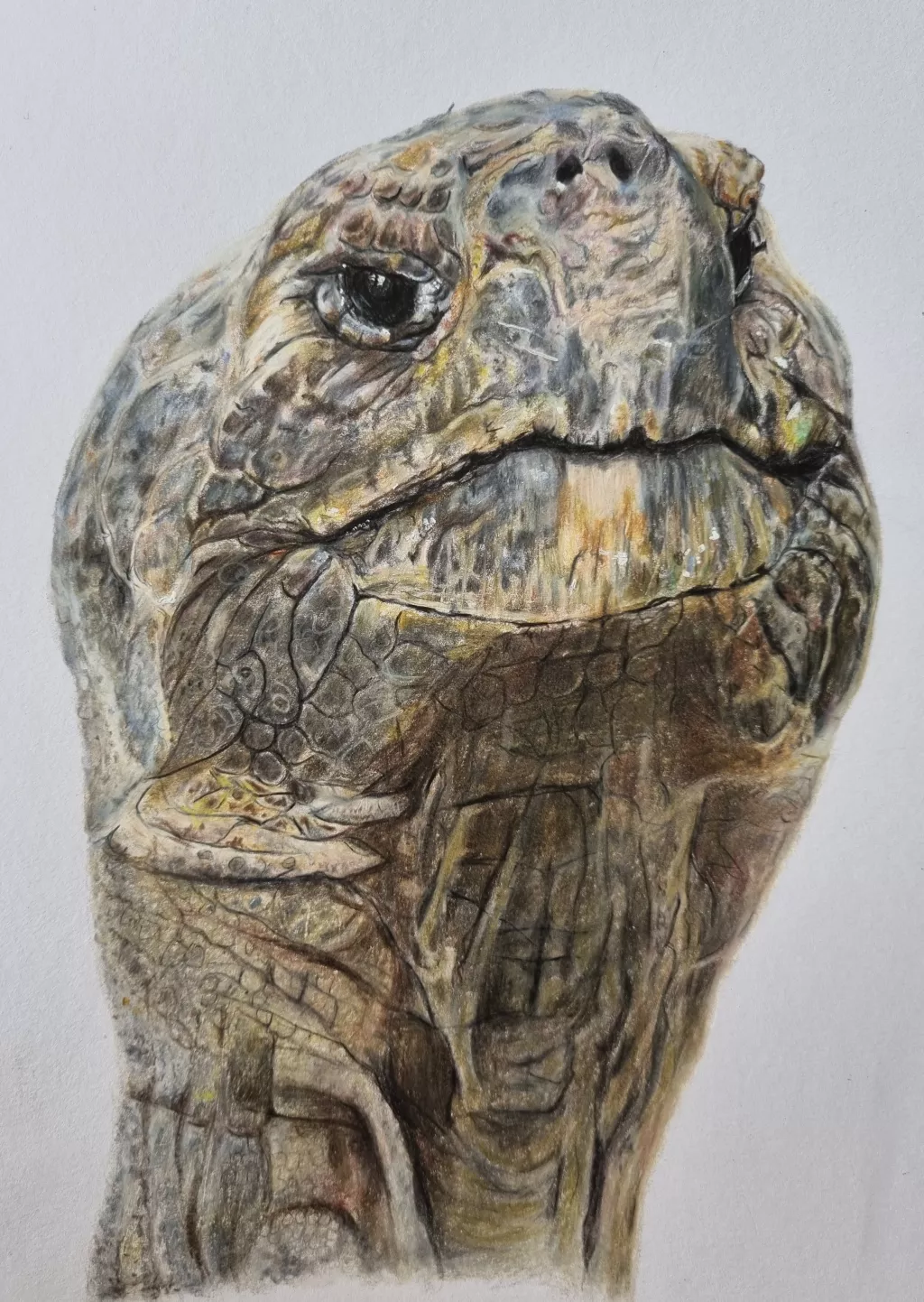 Schildkröte "Morla" mit Buntstiften