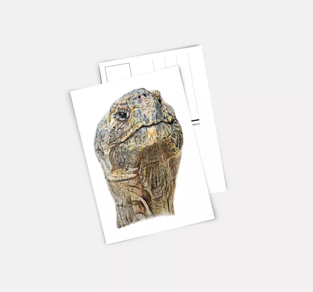 Postkarte Schildkröte gezeichnet