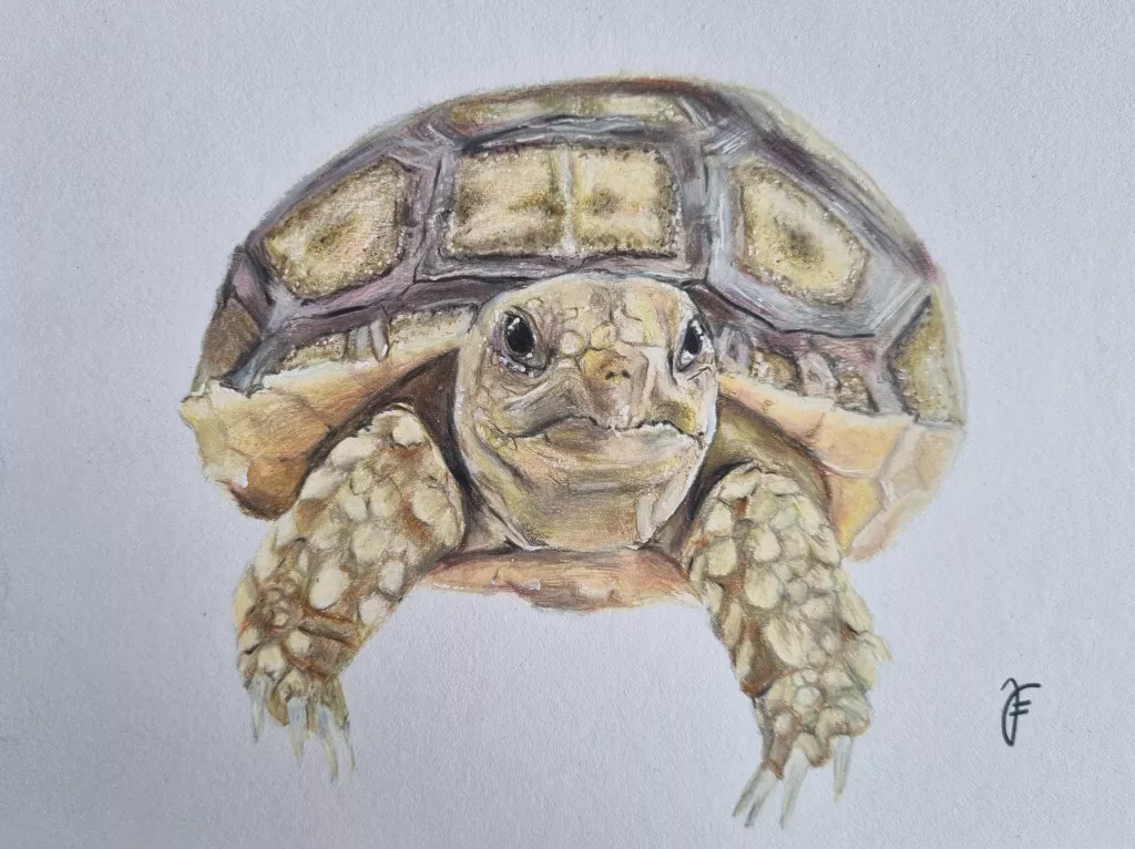 Buntstiftzeichnung Schildkröte