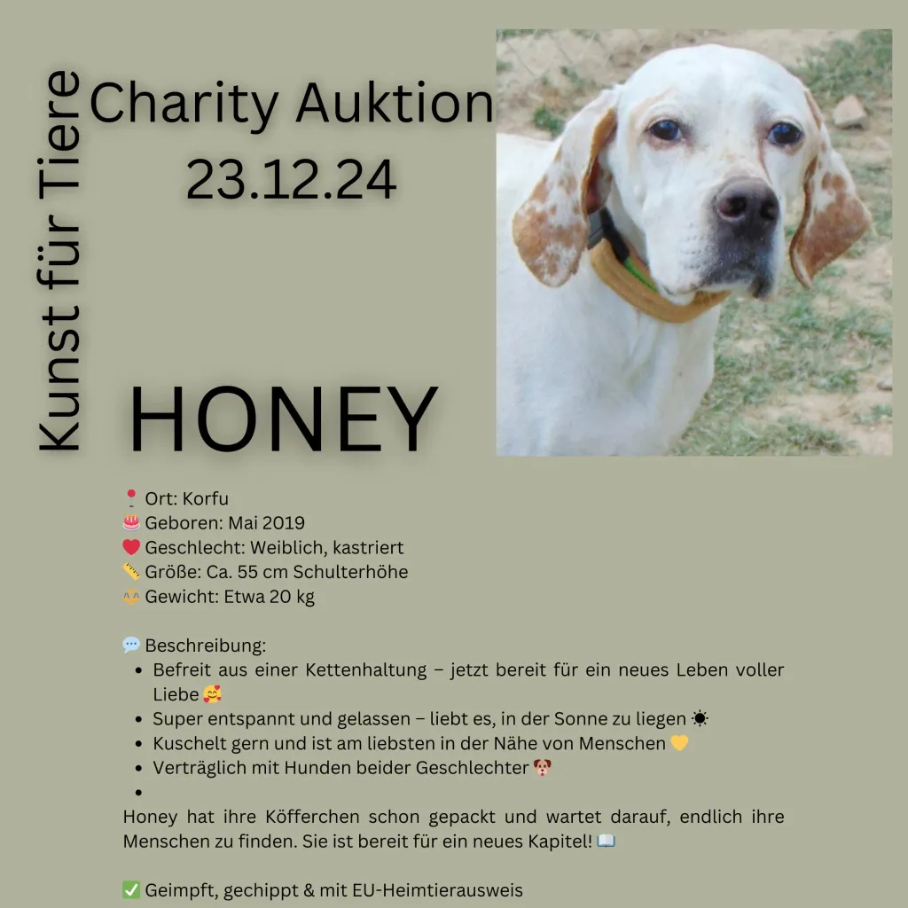 Honey Hund Tierhilfe Korfu Honey Hund Tierhilfe Korfu