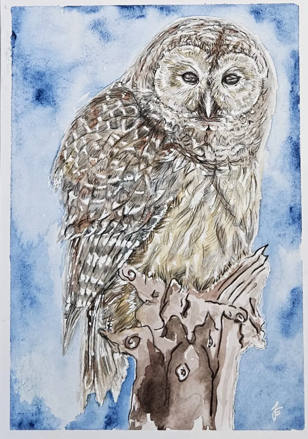 Eule Buntstift Aquarell